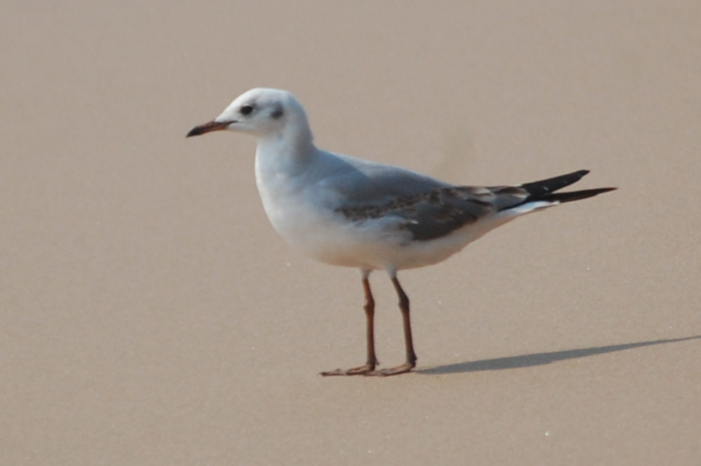 dal Sud Africa: immaturo di Gabbiano testa grigia (Chroicocephalus cirrocephalus)